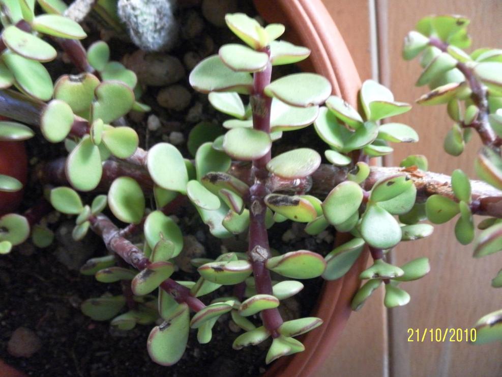 portulacaria afra