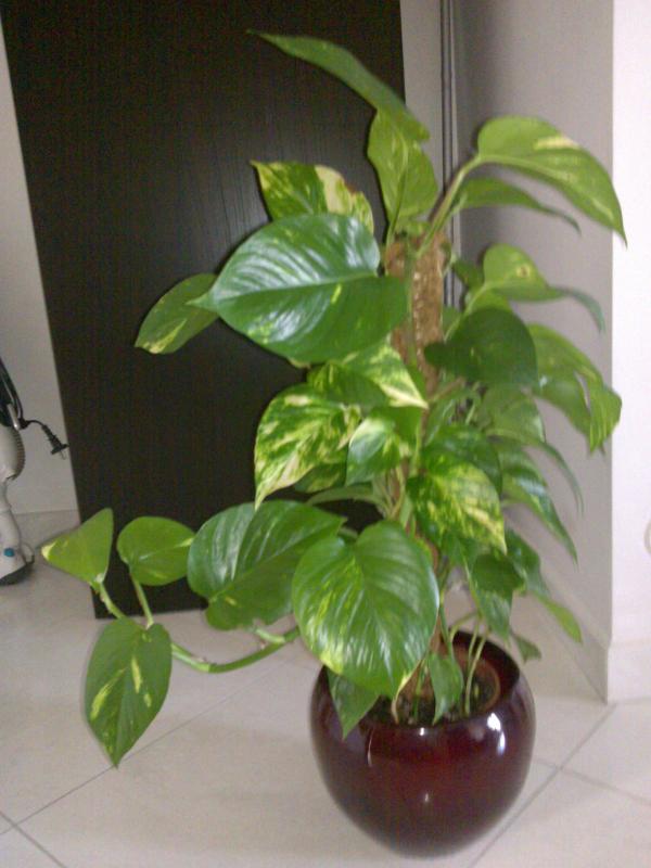 Pothos