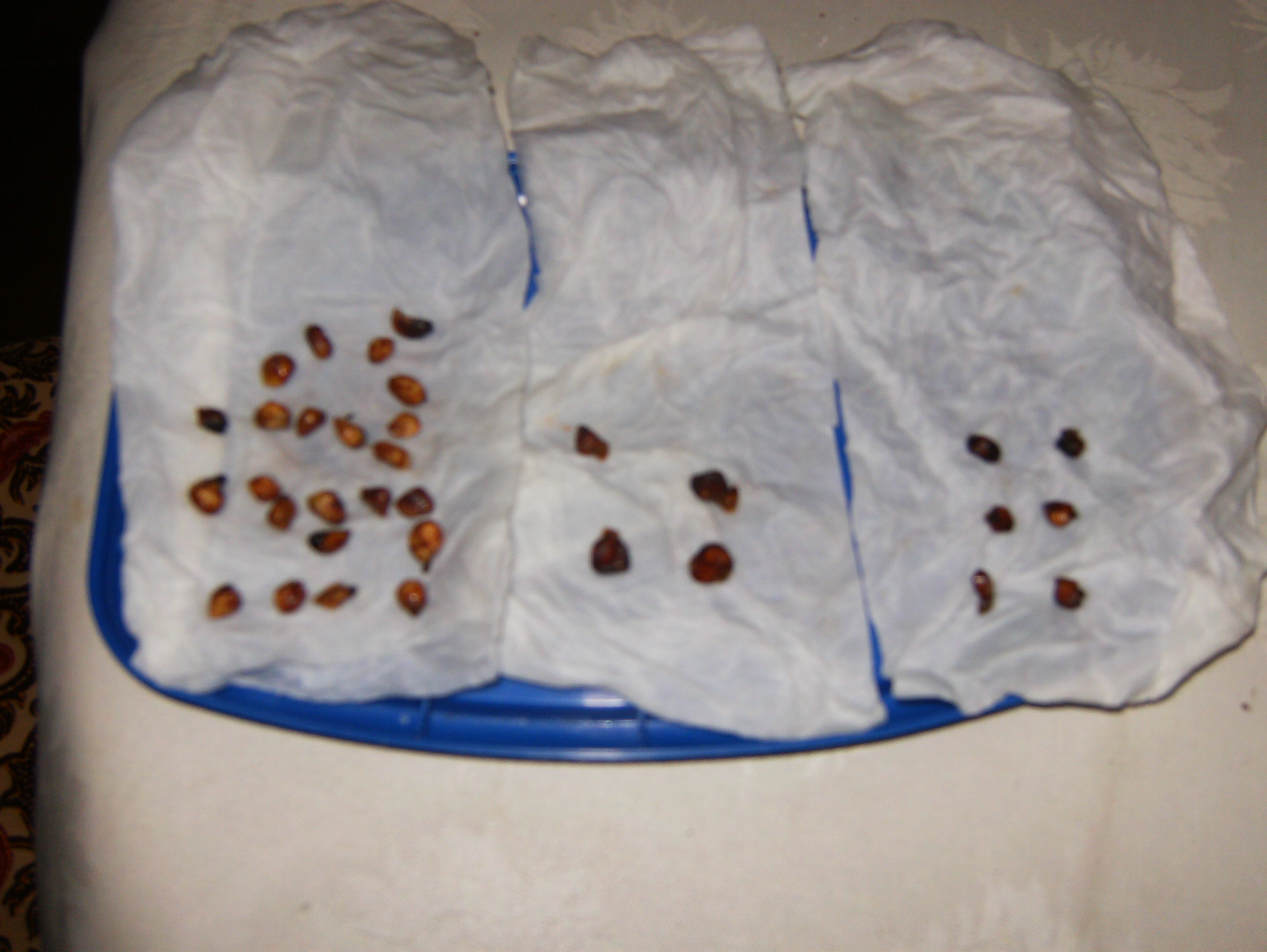 Preparare i semi per la vernalizzazione
