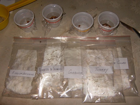 Preparazione dei semi per la vernalizzazione in frigo