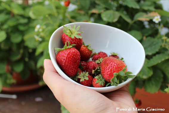 prima raccolta di fragole e fragoline 2014