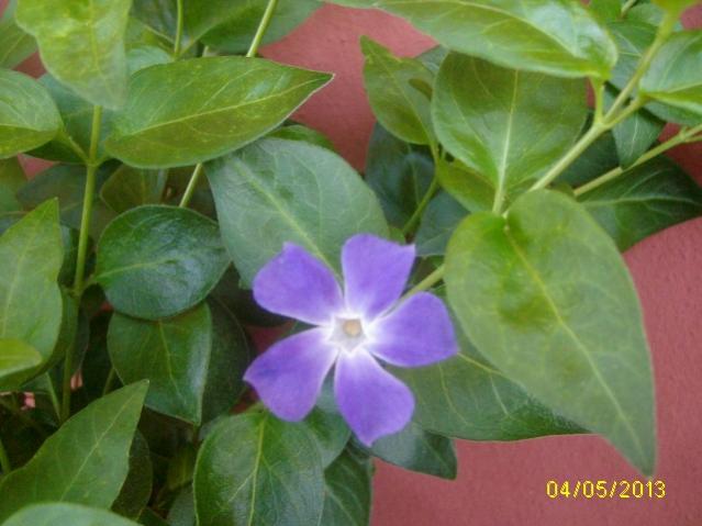 prima vinca 2013