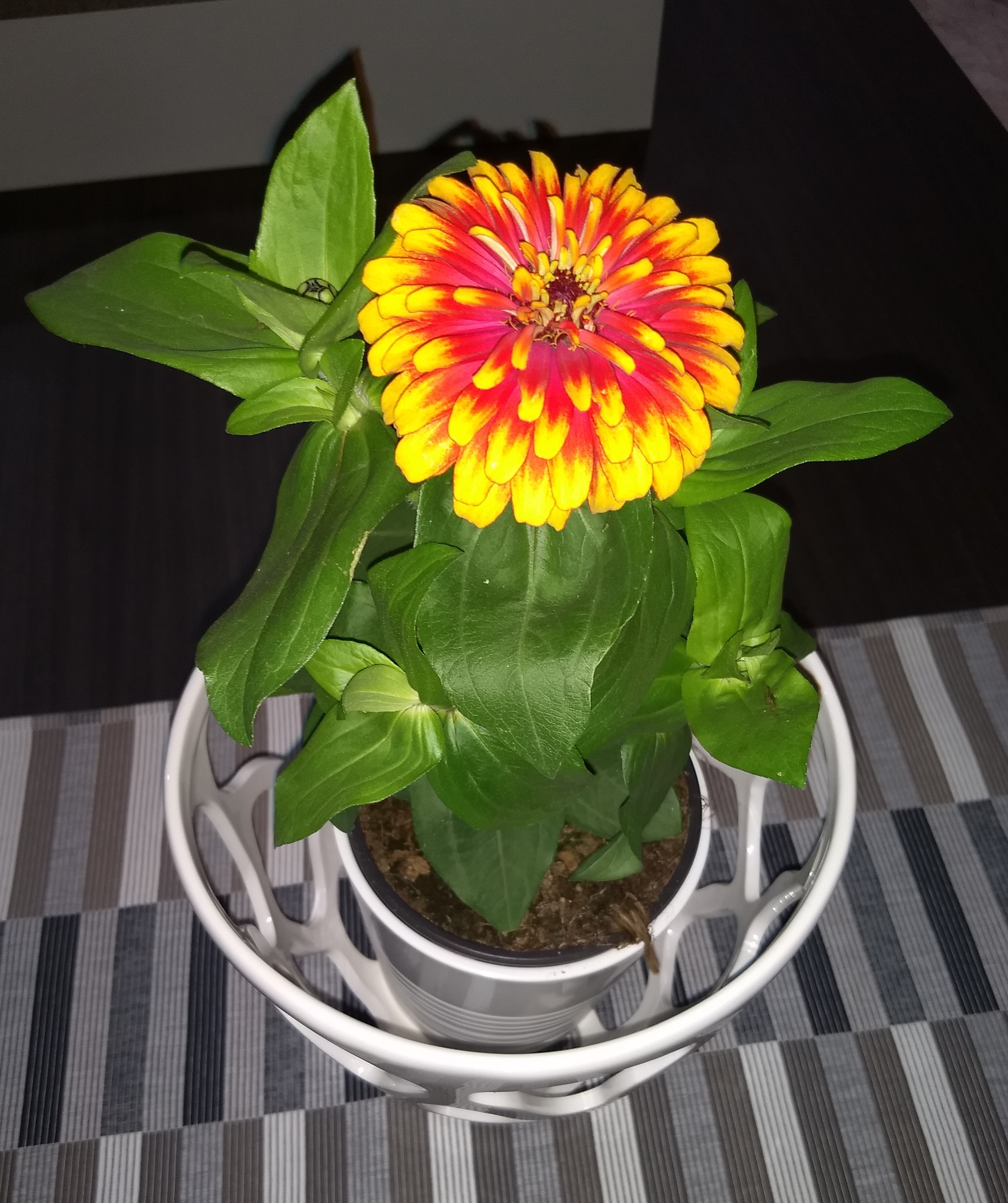 Prima