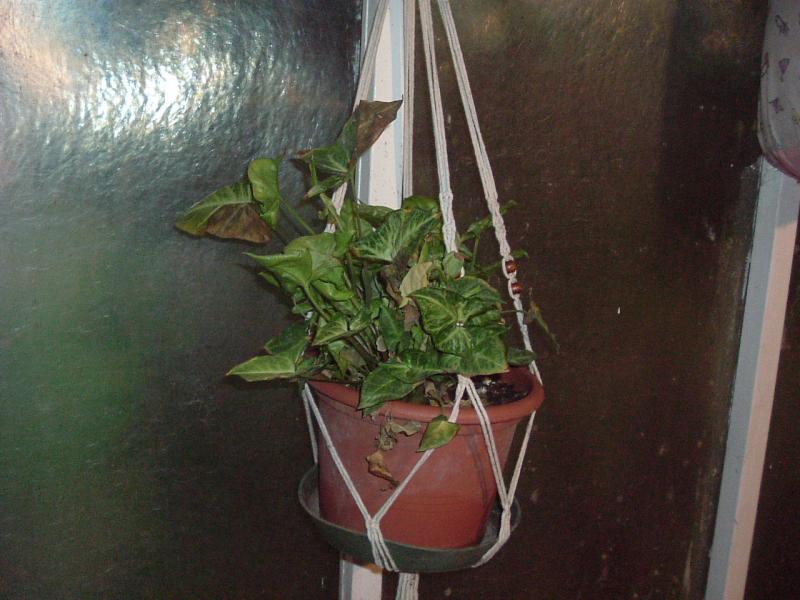 primavera2014 005