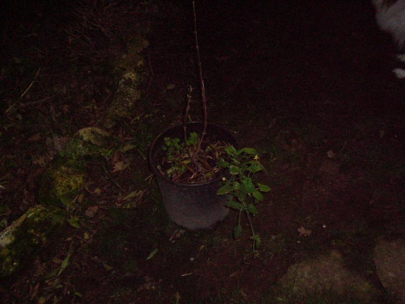 primavera2014 006