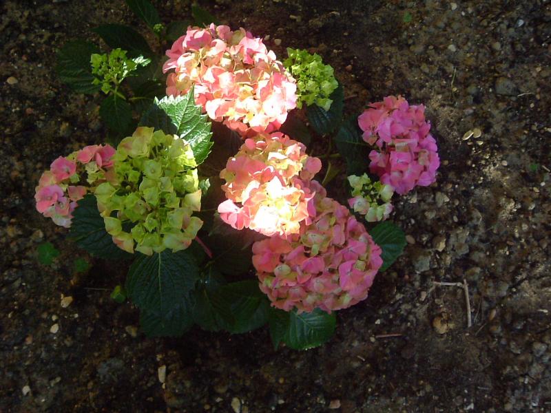 PRIMI DI GIUGNO 002