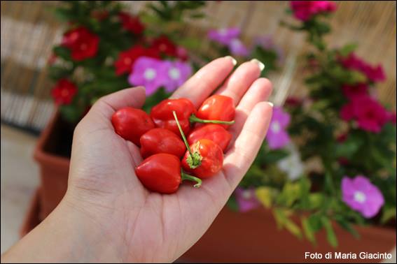 primi frutti di peperoncini habanero.