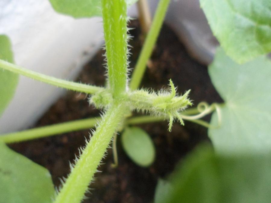 Primo cetriolino