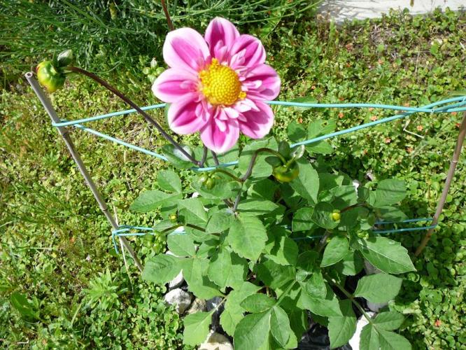 primo fiore di dalia