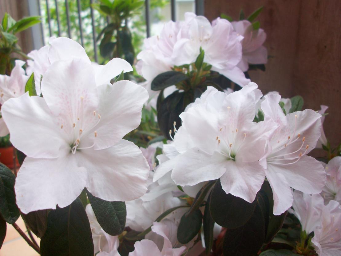 primo piano azalea