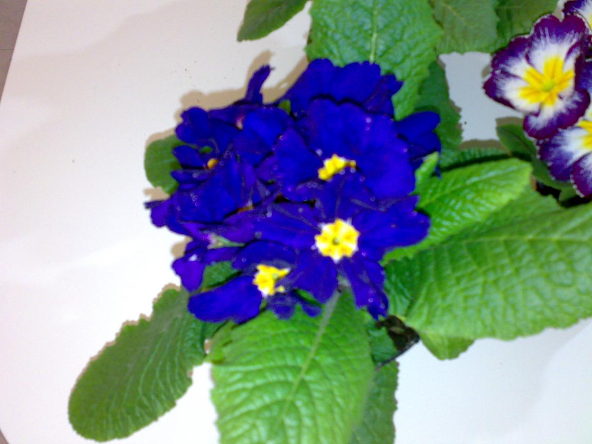 Primula blu.