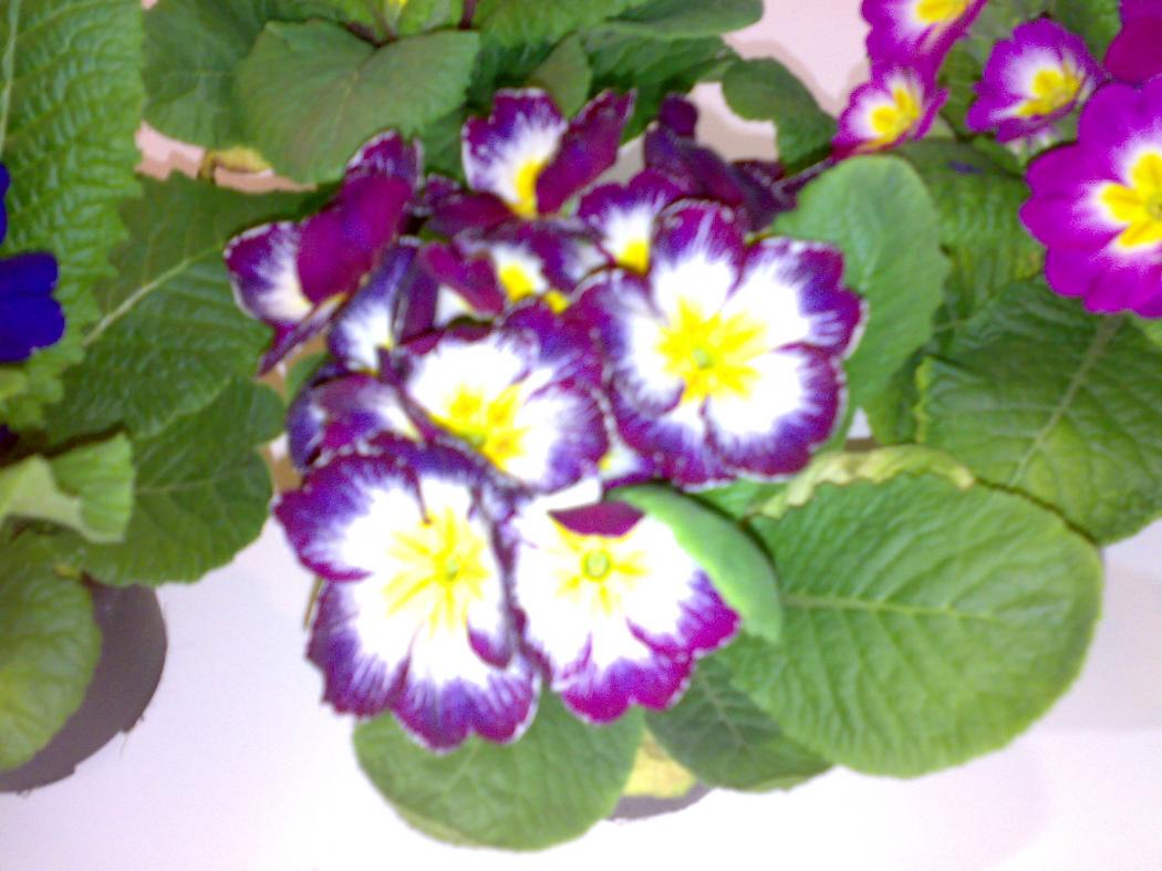 Primula viola-bianca