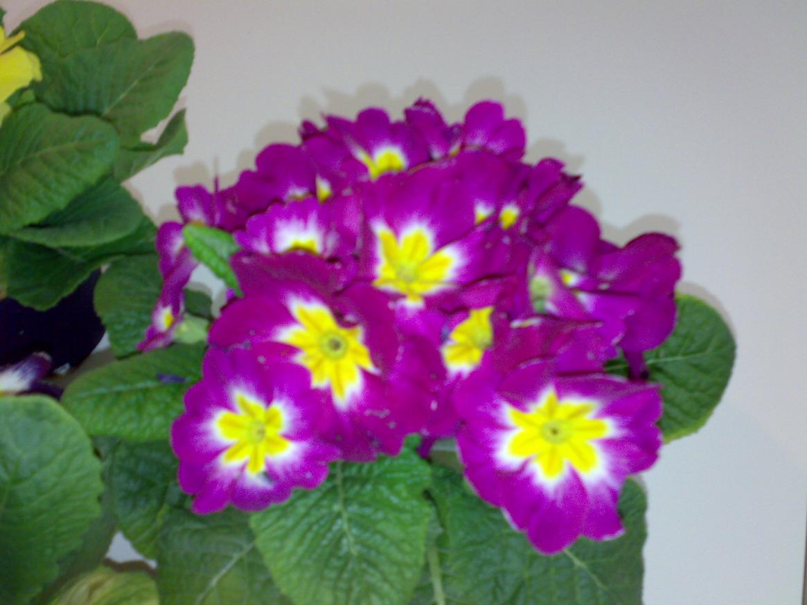 Primula viola.