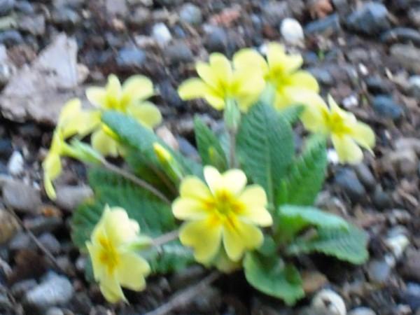 Primula Vulgaris