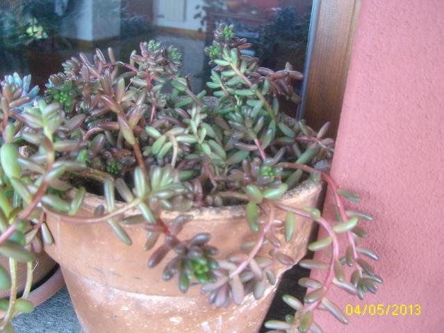 prob s. rubrotinctum