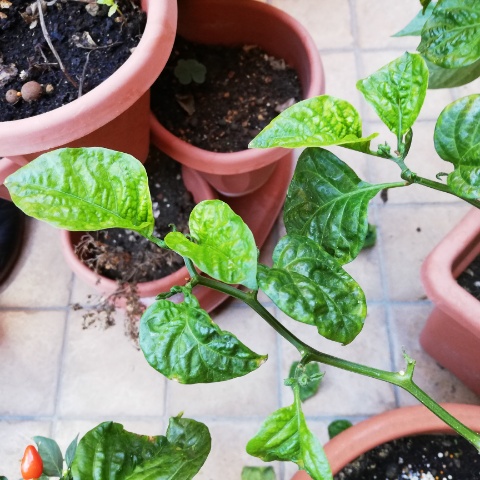 PROBLEMI CON IL MIO PEPERONCINO TRINIDAD SCORPIONS