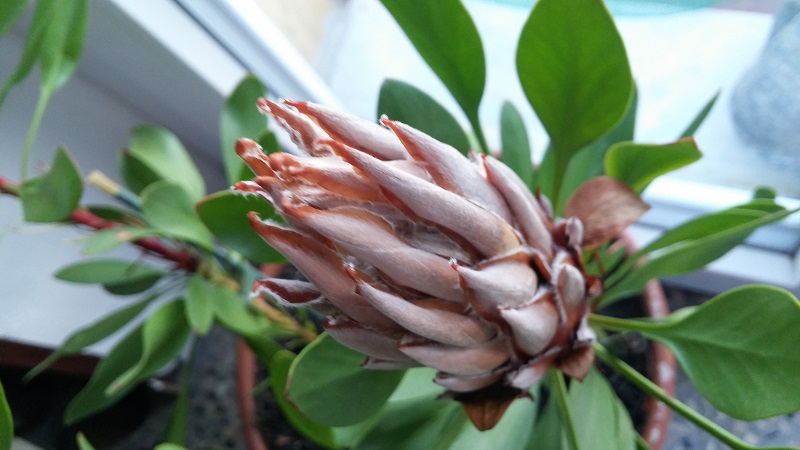 Protea