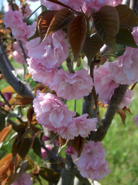 Prunus serrulata 'Kanzan'