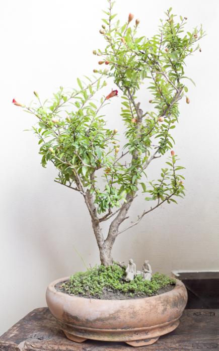 Punica granatum- bonsai di melograno.