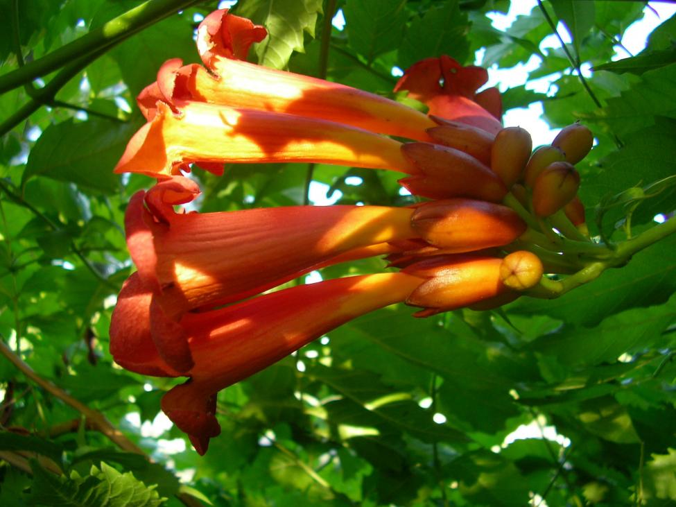 Pyrostegia venusta famiglia delle bignonie.Queste piante sono arbusti. La Pyrostegia venusta ha un portamento rampicante. Questa pianta in autunno ass