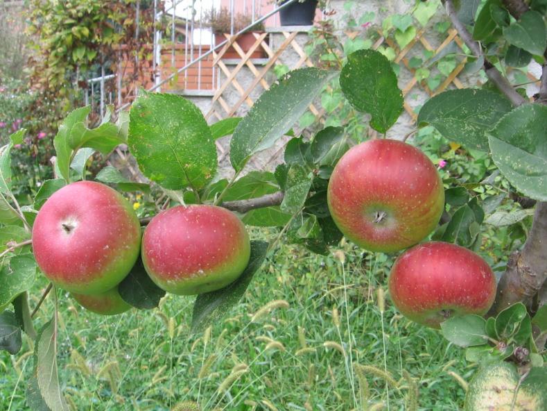 quercia 006