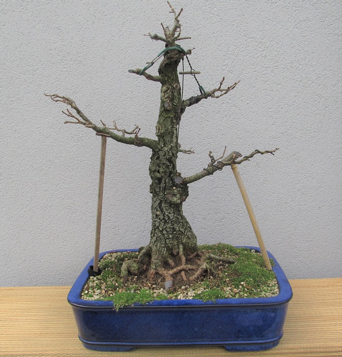 QUERCIA 2019-3