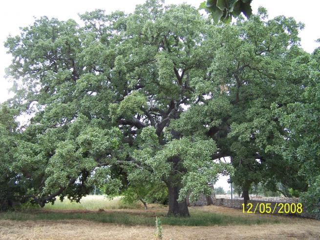 quercia vallonea..monumento nazionale,
naturalmente non e' mia..