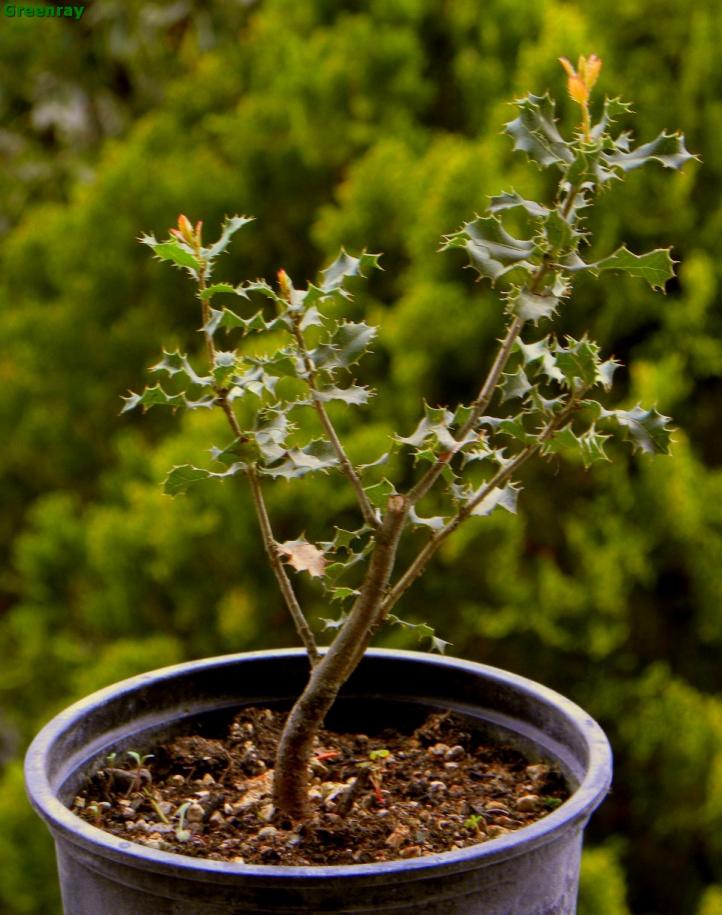 Quercus coccifera (cut)