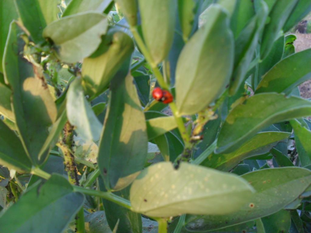 Quest'anno sono tornate le coccinelle in buon numero.
In effetti anche gli afidi sono stati numerosi.La natura ha già predisposto tutte le cose!