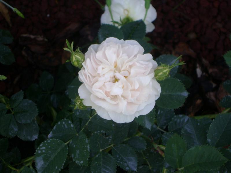 R. Alba Maxima (Alba)