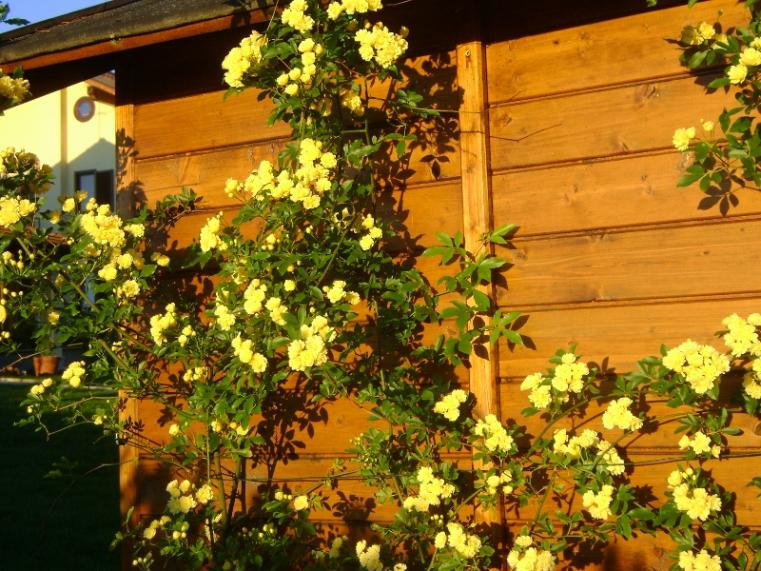 R. Banksiae Lutea (Chinensis)