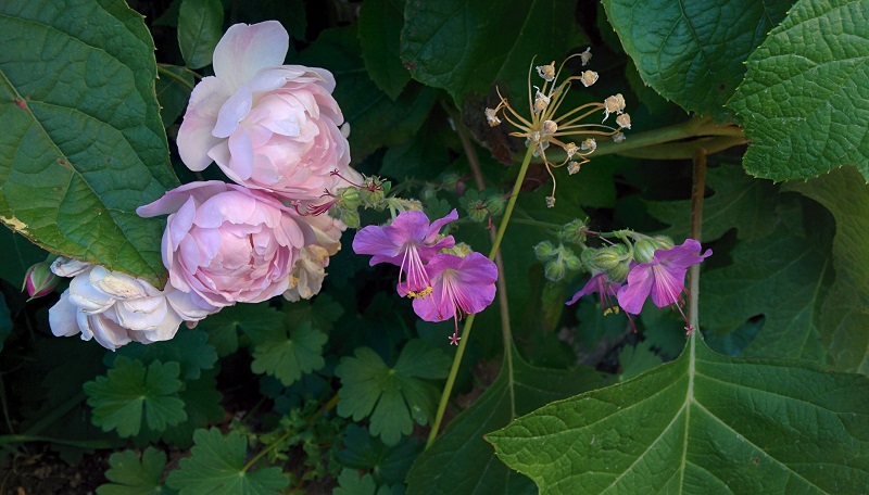R. Blushnoisette, Geranium2
