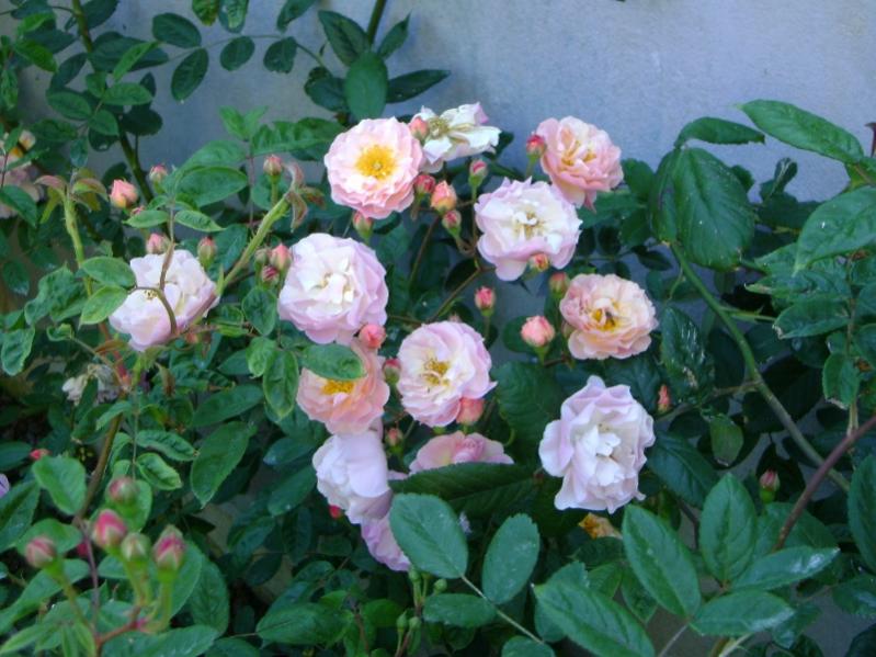 R. Cornelia (H. di moscata - Pemberton)