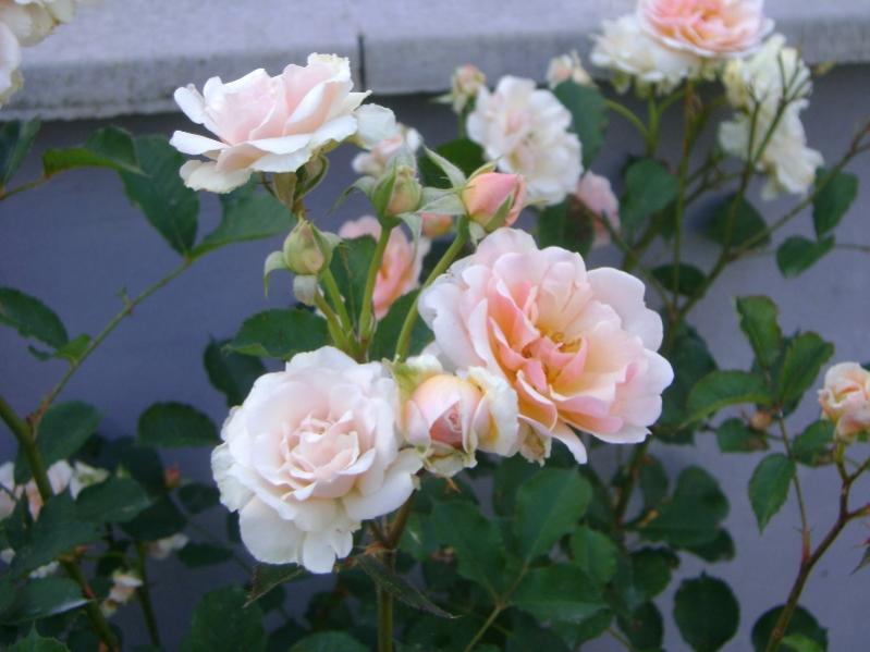 R. Felicia (H. di Moscata – Pemberton)
