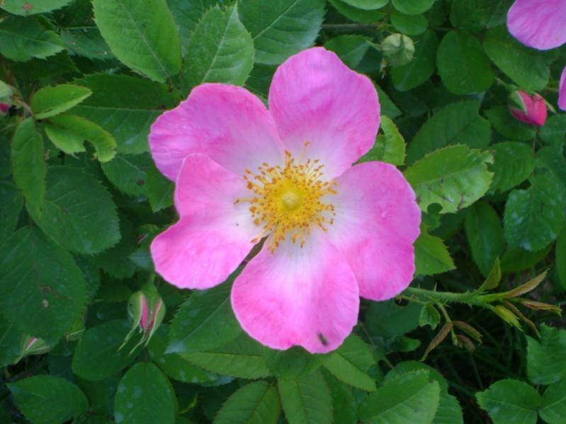 R. Gallica Complicata (Botanica)