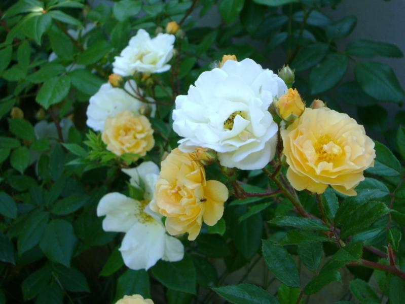 R. Ghislaine de Féligonde (noisette - Turbat)