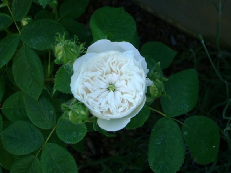 R. Mme Hardy (damascena)