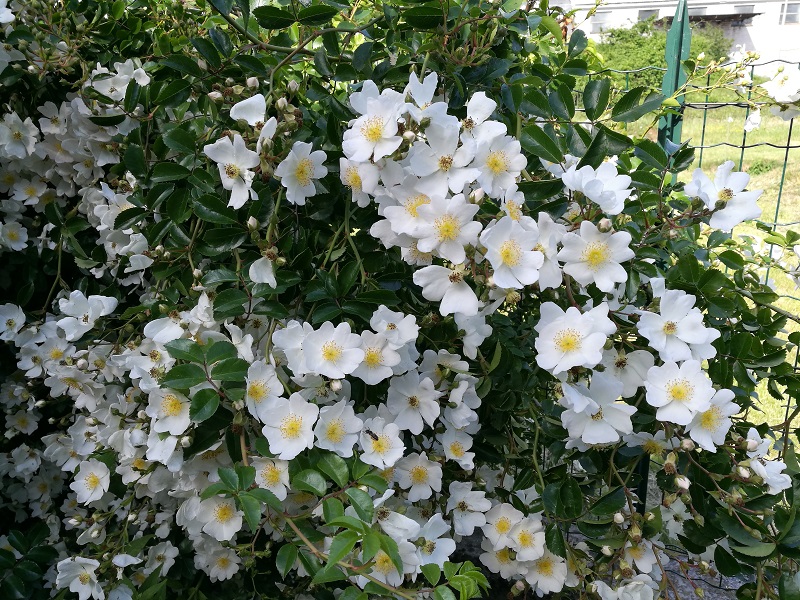 R. Wichuraiana