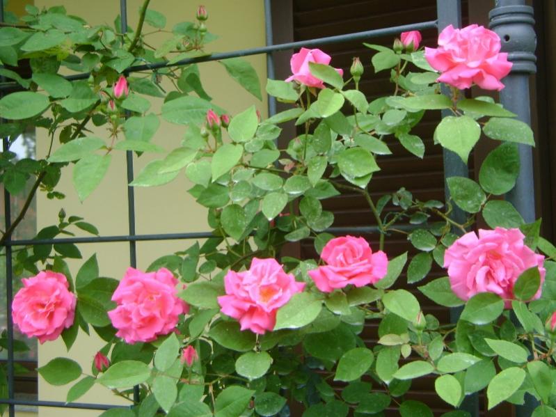 R. Zéphirine Drouhin (Bourbon)