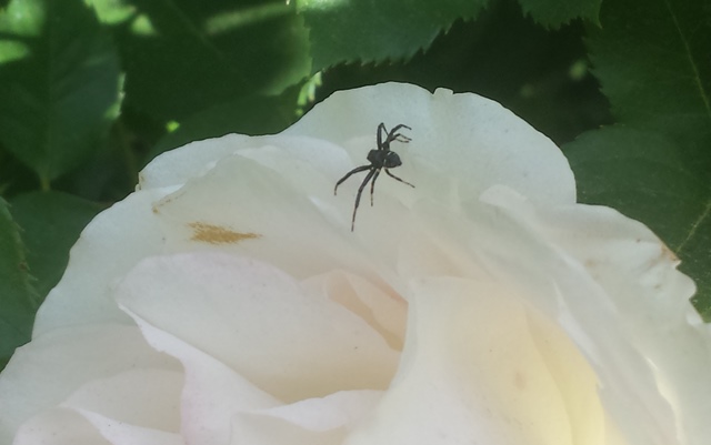 Ragnetto da identificare
(Salticidae 5-8 mm?)