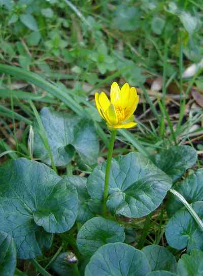 ranunculus%20fica&