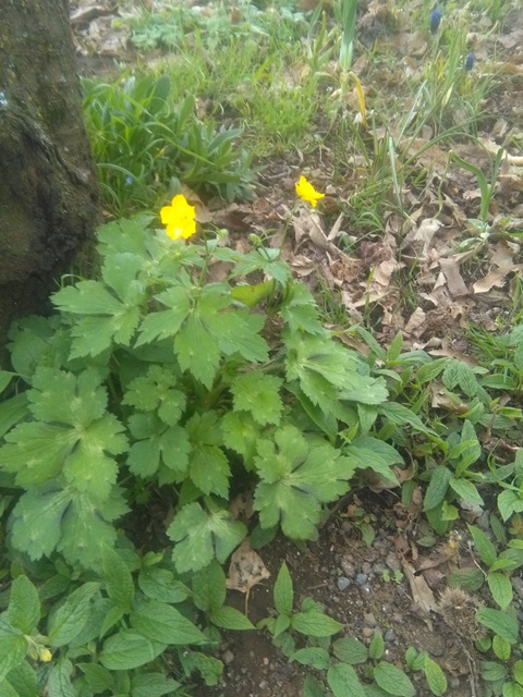 Ranunculus bulbosus