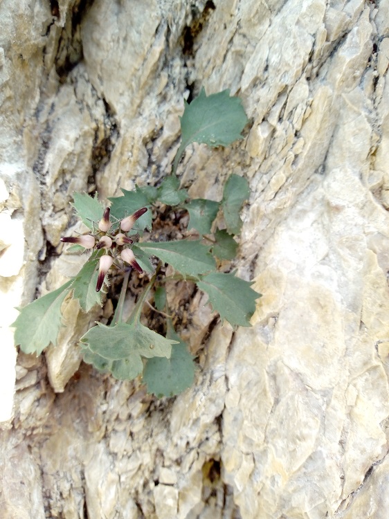 Raponzolo di roccia (Physoplexis comosa).jpg