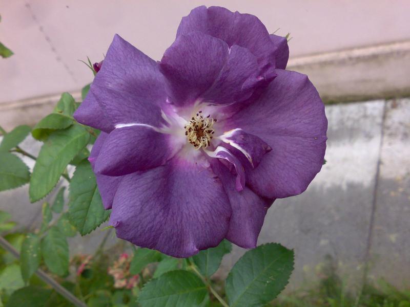 rapsodia in blu passita