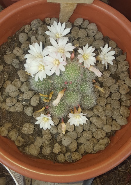 Rebutia Albiflora