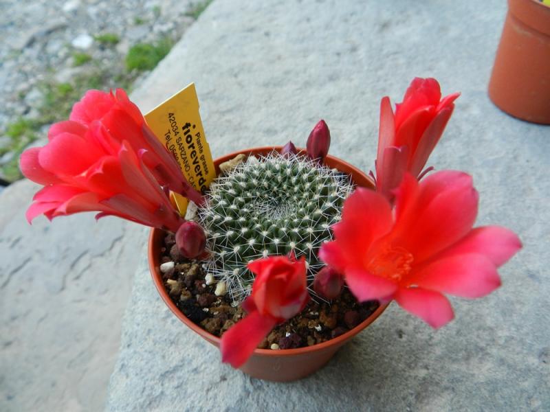 Rebutia cv. reinelts (Cina)