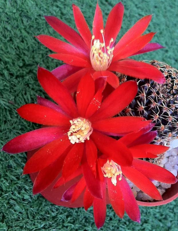 Rebutia densipectinata