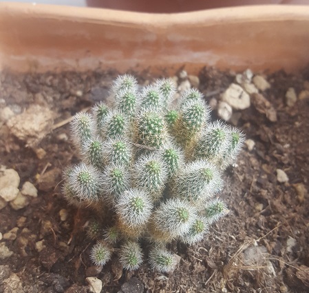 Rebutia Fabrisii V. Aureiflora