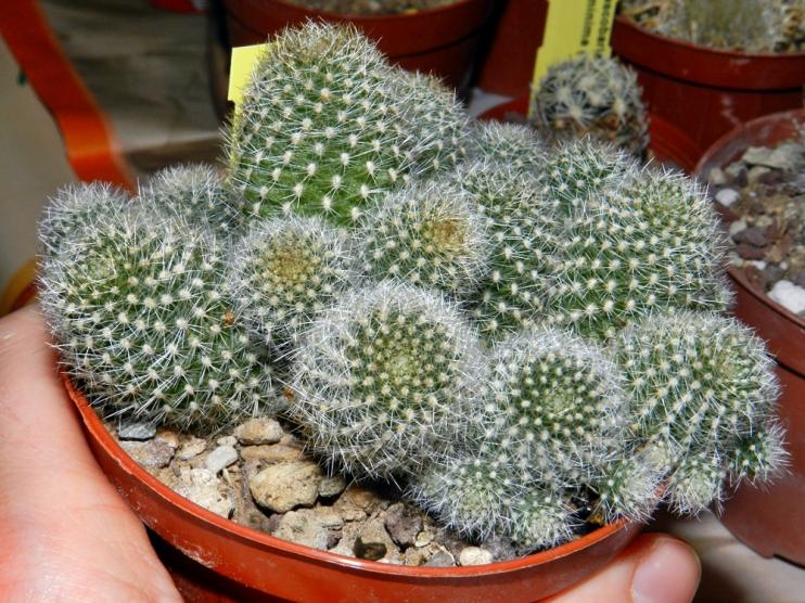 Rebutia fabrisii var. aureiflora