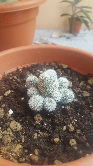Rebutia Heliosa V. Teresae